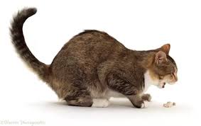 If your cat keeps throwing up but seems normal, the reason is likely to be found in this article. Is It Okay For A Cat To Eat His Or Her Own Vomit Quora