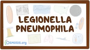 Image result for Legionella