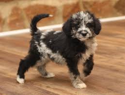 Top quality mini and toy aussiedoodles at cafe au lait aussiedoodles visit www.calminiaussiedoodles.com. Aussiedoodle Puppy For Sale Adoption Rescue For Sale In Powhatan Virginia Classified Americanlisted Com