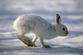 نتیجه جستجوی لغت [hare] در گوگل