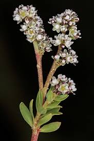 Image result for Corrigiola