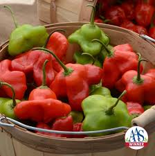 Image result for Capsicum baccatum