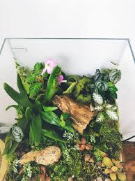 Large Professional Terrarium Planted With Fittonia Pilea Sparkle Scindapsus Pictus Ficus Pumila Oak Leaf Ivy Ficus Pumila Terrarium Plants Spring Garden