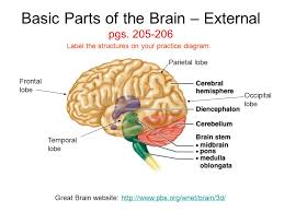 Part of the central nervous system found in the skull. Ch 10 Part 2 Central Nervous System Cns Ppt Video Online Download