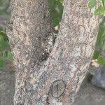 Image result for Spirostachys