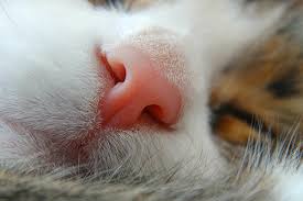 Surgery may sometimes be needed. Pink Growths In The Nose In Cats Symptoms Causes Diagnosis Treatment Recovery Management Cost