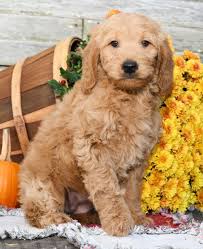 The gana's primary objective is to promote and guide the development of the goldendoodle to achieve breed standards while maintaining optimum health. Mini Goldendoodle Puppies Colorado The Y Guide