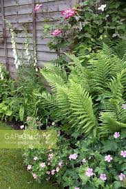 We did not find results for: Shady Border With Fe Stock Photo By Matt Anker Image 0150741