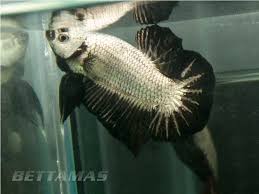 I told him he could pick any fish out and they had a good healthy selection. Jitzbd Jit Sin Platinum Black Dragon Hmpk Bettamas3 Flickr