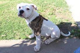 Litter Of 4 American Bulldog Puppies For Sale In Rio Linda Ca Adn 46463 On Puppyfinder Com American Bulldog Puppies Bulldog Puppies Bulldog Puppies For Sale
