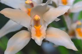 Image result for Heterotis amplexicaulis