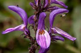 Image result for Brillantaisia cicatricosa