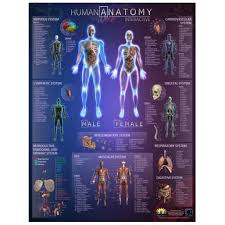 Human Anatomy Interactive Wall Chart