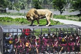 On the other hand viña del mar, stands out for its beauty and youth, for this reason it is known as the garden city. In Chilean Parque Safari Zoo You Re The One In A Cage Hello Travel Buzz