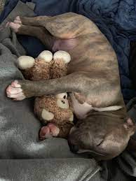 When referring to a pitbull, most people are referring to the american pitbull terrier. 2 Month Old Blue Nose Pitbull Puppy Pitbulls