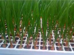 Place the jar on a sunny windowsill and leave it alone apart from changing the water every few days. Hydroponic Onion Youtube