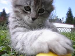 Gratis Sota Katter 4 Stockfoto Freeimages Com