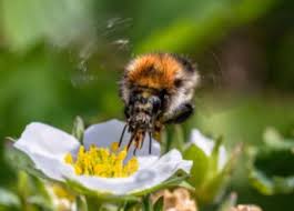 Naphthalene balls or mothballs are the best homemade remedy to get rid of bumble bees. How To Get Rid Of Bumble Bees Expert Recommendations