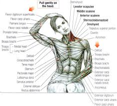 Hey Boys And Girls This Will Stretch The Traps I Prefer To Do It Sitting Do Both Left And Right Then Lock Your Hands Be Yoga Anatomy Muscle Anatomy Anatomy