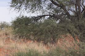 Image result for Acacia erioloba