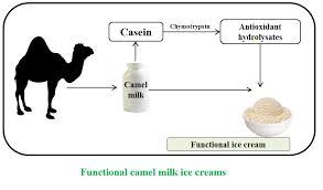 Camel milk proteins can be divided into two groups: Production Of Low Fat Camel Milk Functional Ice Creams Fortified With Camel Milk Casein And Its Antioxidant Hydrolysates Applied Food Biotechnology