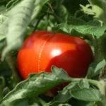 We did not find results for: Tomato Plants And Temperature Lowest Temperature To Grow Tomatoes
