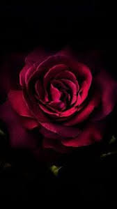 خلفيات موبايل صور جميلة جدا mobile hd wallpapers rose wallpaper android phone wallpaper beautiful red roses
