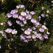 Image result for Psoralea arborea