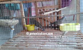 Sehingga hasilnya lebih cocok untuk digunakan sebagai hiasan di rumah atau untuk dilombakan. Cara Membedakan Perkutut Jantan Dan Betina Peternakan Dan Perkebunan