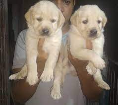 Watch the 6/26 virtual pet fair. Labrador Retriever Puppy For Sale In Pune Pune Zamroo