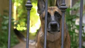Training Tips Turn Down The Volume On Your Dog Pawsafe Make your own images with our meme generator or animated gif maker. turn down the volume on your dog