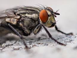 Wer kennt sie nicht, diese unliebsamen kleinen plagegeister, die ganz massiv im sommer auftreten. Eb Magazin Fliegenplage Fliegen Aus Dem Haus Vertreiben Ecobusters Fliegenfrei Zu Hause Und Im Stall