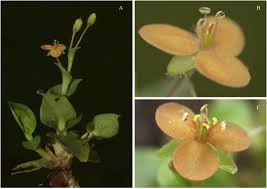 Image result for Aneilema petersii