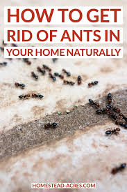 Maybe you would like to learn more about one of these? How To Get Rid Of Ants With Borax Homestead Acres