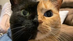 Before using hashtags, please consider the following: 10 Hottest Instagram Cat Accounts And Hashtags Petsradar