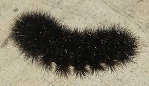 Large Black Caterpillar Hypercompe Scribonia Bugguide Net