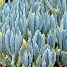 Image result for Senecio greenwayi