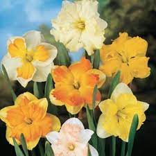 Narcissus Butterfly Assortment Narcissus Narcissus Bulbs Daffodil Flower