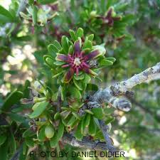 Image result for Periploca