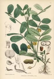 Image result for Arachis hypogaea