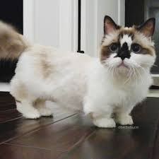 Manchkin Munchkin Cat Cat Breeds Munchkin Kitten