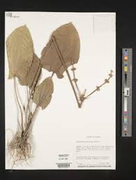 Image result for Burnatia enneandra