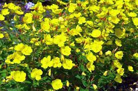 The leaves are rich in vitamin c, but inhibit absorption of calcium, so should be eaten only occasionally, as in salad. How To Grow Evening Primrose A Triple Duty Plant Gardener S Path