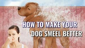 How to make a dog's breath smell better 1.brush just like your teeth, your dog's teeth can benefit from regular brushing. How To Make Your Dog Smell Good Dog Smell Better Make Your Dog Smell Better Youtube