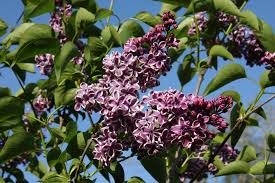 Are korean lilac trees evergreen? 4ft Sensation Lilac 7l Pot Syringa Vul Sensation 52 99 Ornamental Trees Sensation Lilac Tree Care