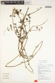 Image result for Ceratotheca sesamoides