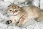 Pets Adoption | Scottish Fold Cattery CAT SHALOM | United ...