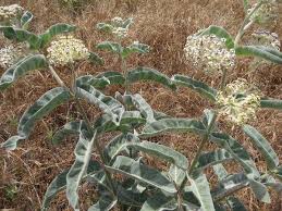 Image result for Acacia eriocarpa