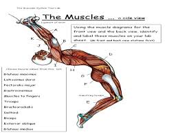 The skeletal muscles are continually making fine adjustments when you first get the list of muscles you need to identify in a&p lab, the names can seem very odd. The Muscular System Tour Ppt Download