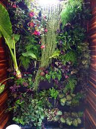 Pin By Tara Robinson On Backyard Shower Plant Plant Wall Plants
